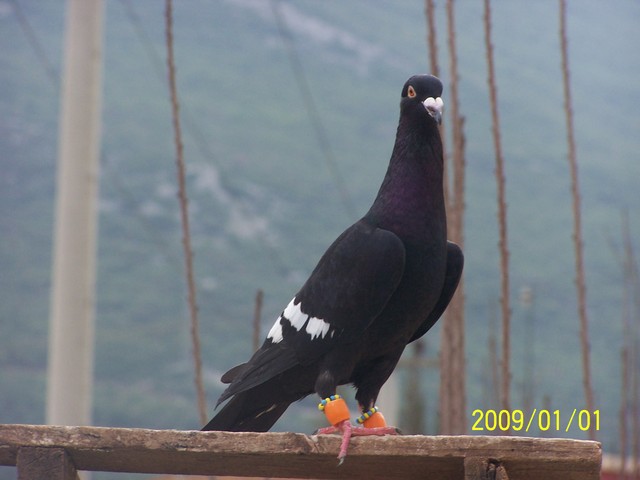 kara nakışlı ve kara kınıfırlı filo güvercinleri