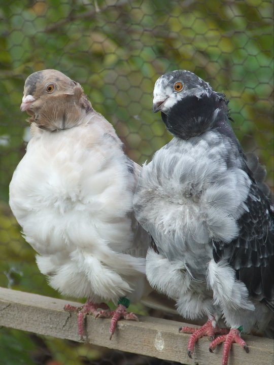 chinese güvercin resimleri